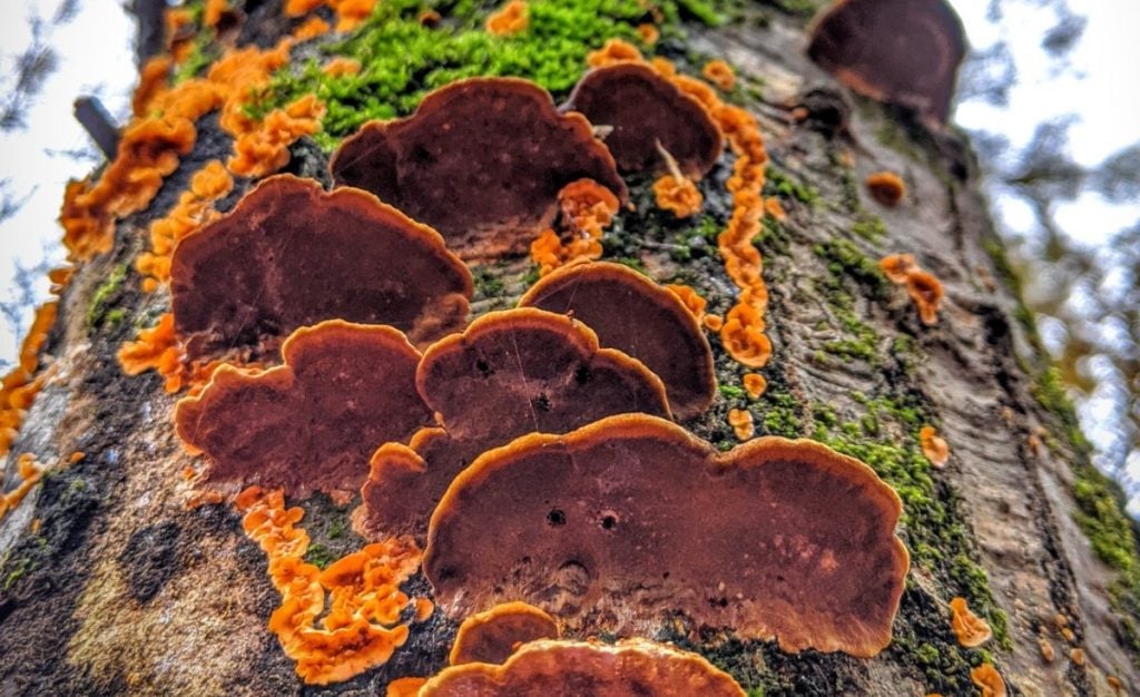 False turkey tail