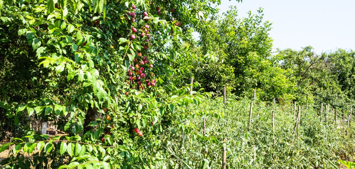 The Complete Guide to Food Forest Layers