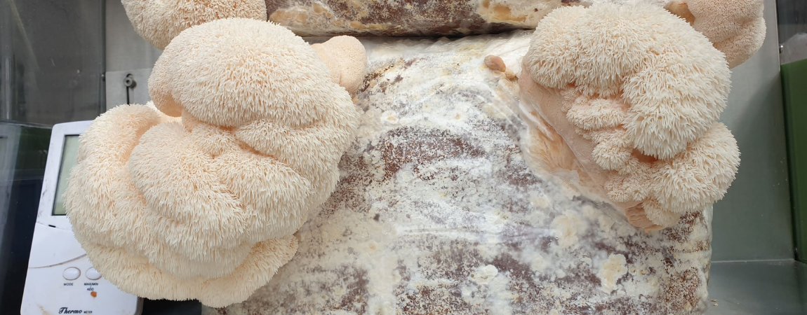 Growing Lion’s Mane Mushrooms The Ultimate Guide Grocycle