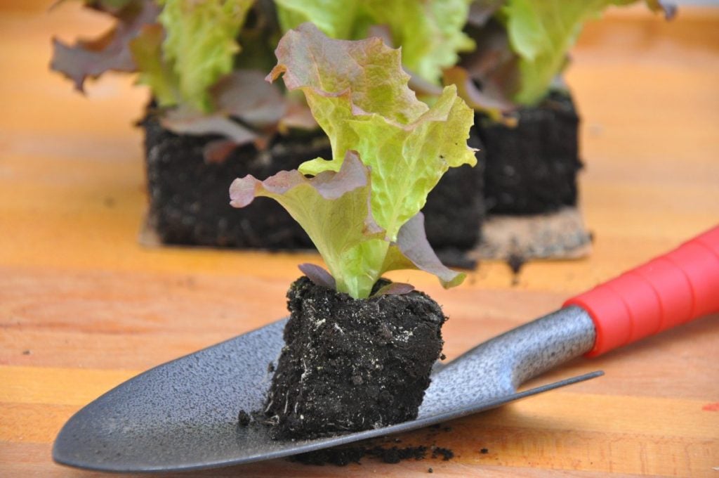 Lettuce seedling being planted in a salad garden