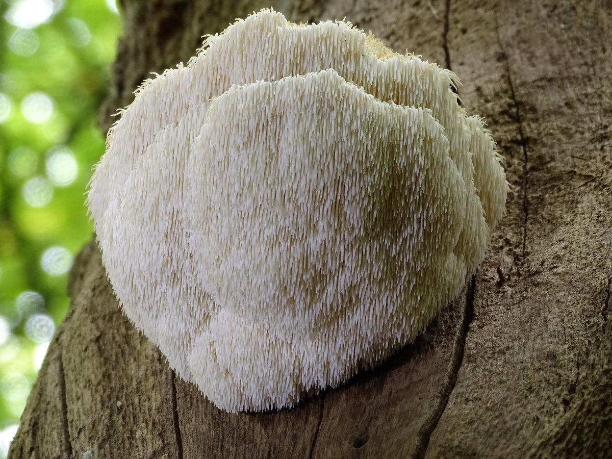 life cycle lion's mane mushroom - hennedeutschman