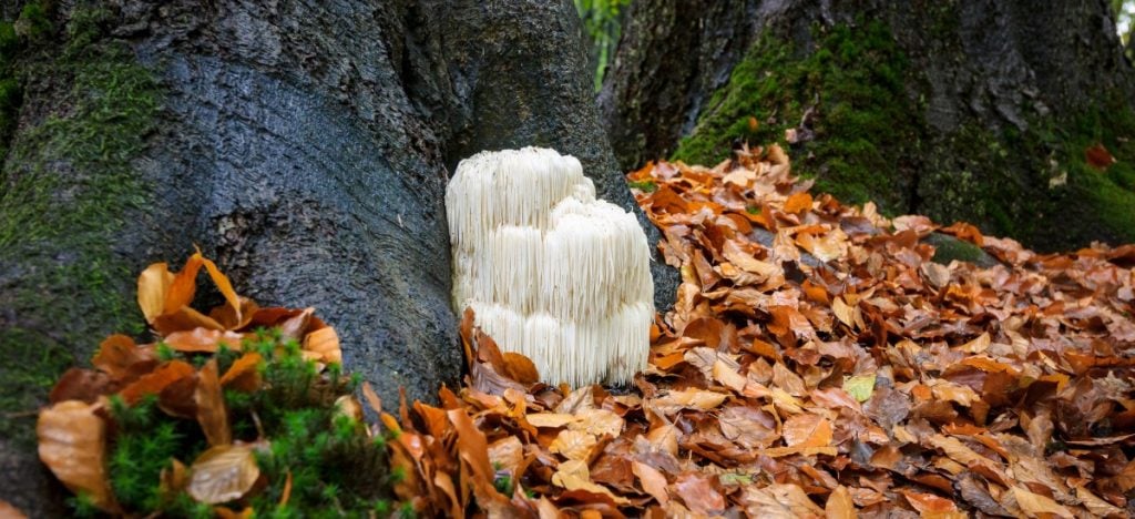 Lion's mane mushrooms growing in a forest