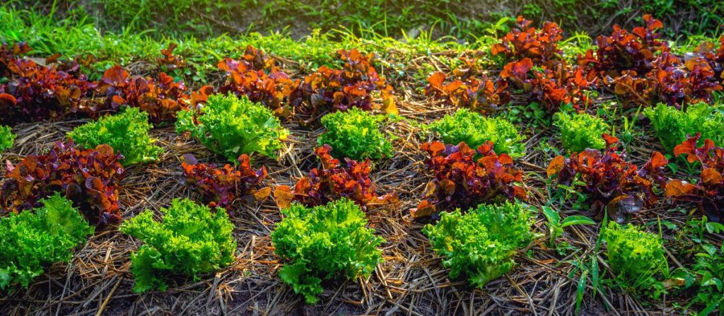 Salad greens growing in an organic garden with mulch