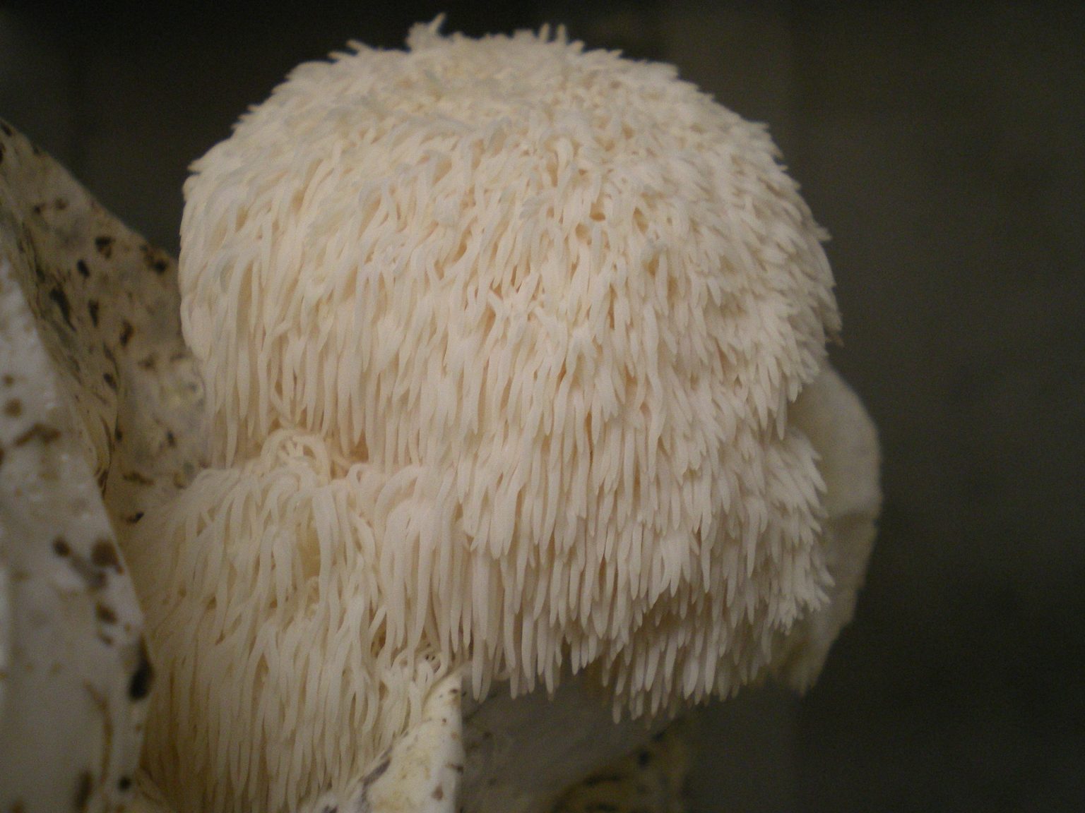 Growing Lion’s Mane Mushrooms The Ultimate Guide GroCycle
