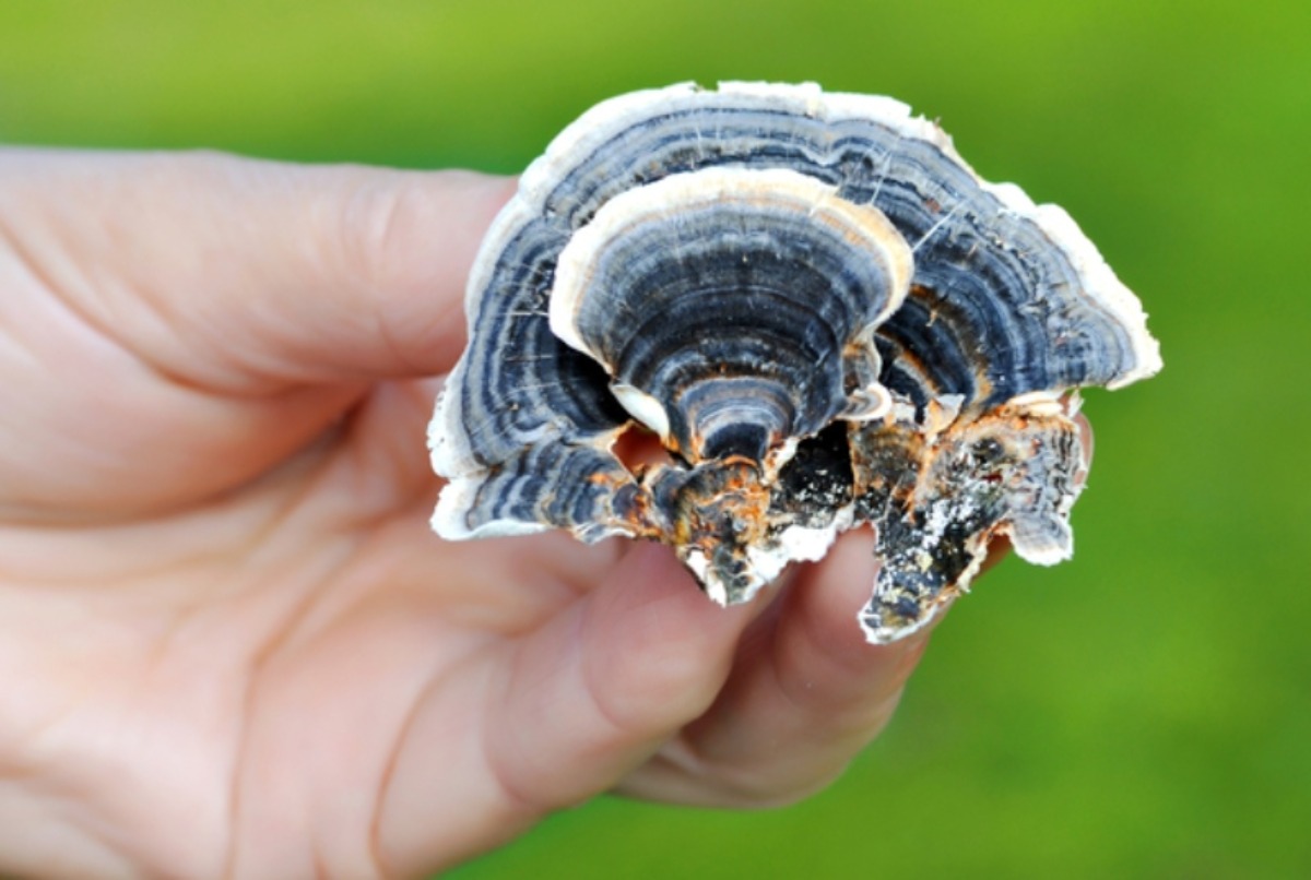 A Complete Guide To Turkey Tail Mushrooms Grocycle