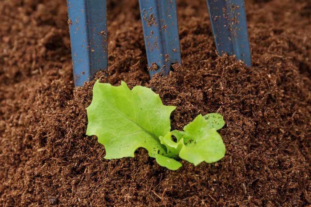 https://grocycle.com/wp-content/uploads/2021/04/lettuce-seedling-being-planted-1024x683.jpg