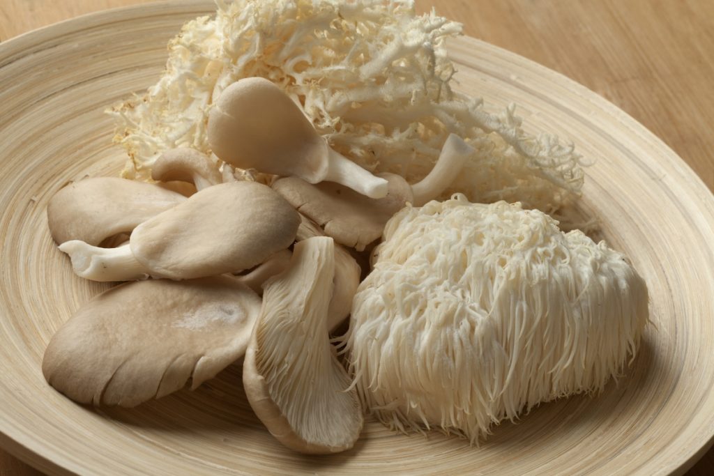 Growing Lion’s Mane Mushrooms: The Ultimate Guide