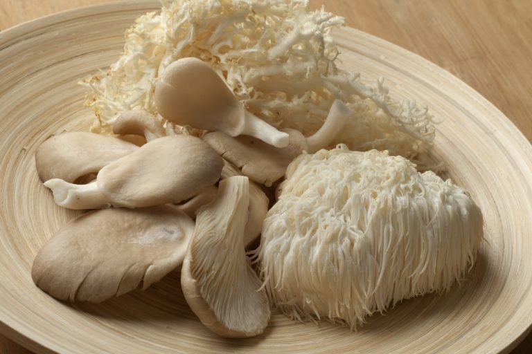 Growing Lion’s Mane Mushrooms The Ultimate Guide GroCycle