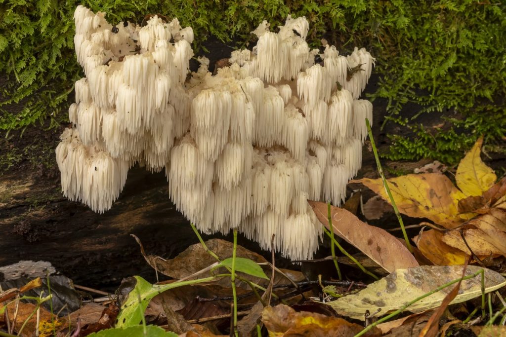 Growing Lion’s Mane Mushrooms The Ultimate Guide GroCycle