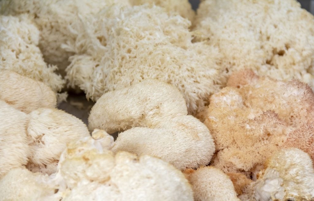 Growing Lion’s Mane Mushrooms: The Ultimate Guide | GroCycle