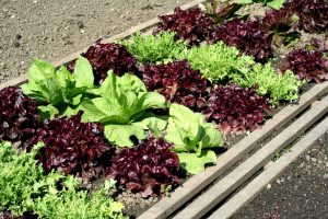 A salad garden with leafy greens