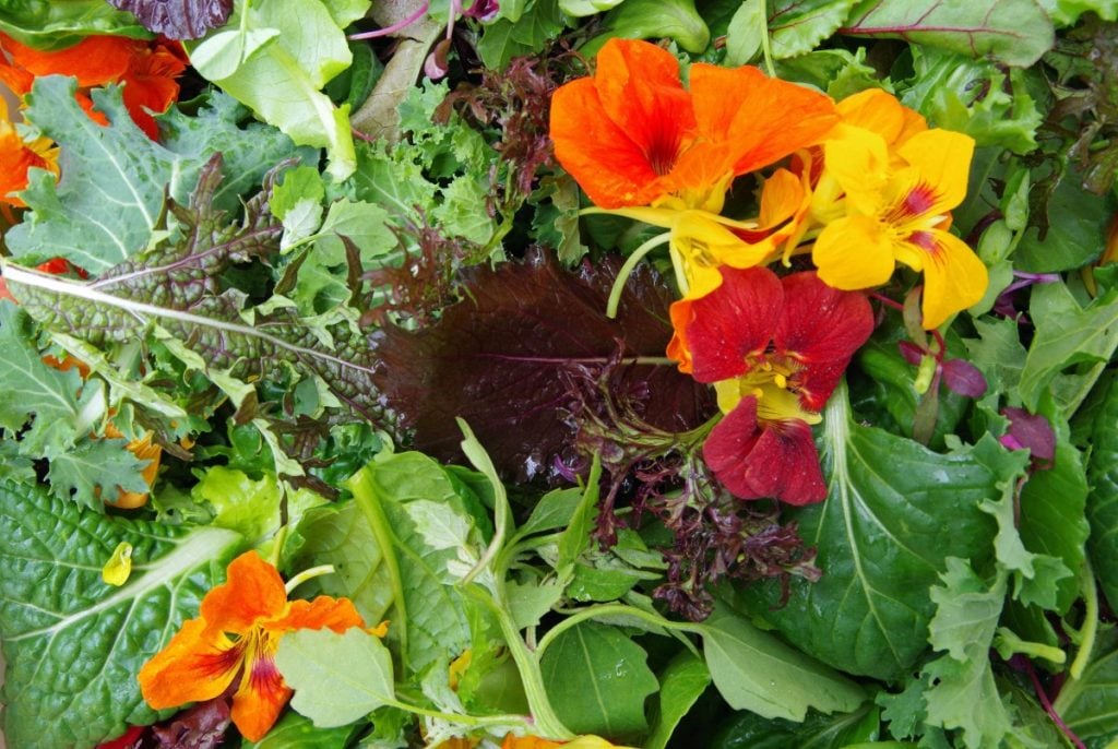 Variety os salad greens and edible flowers