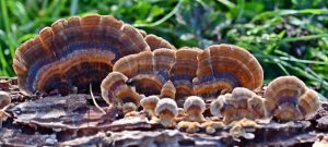 turkey tail mushrooms growing on a log