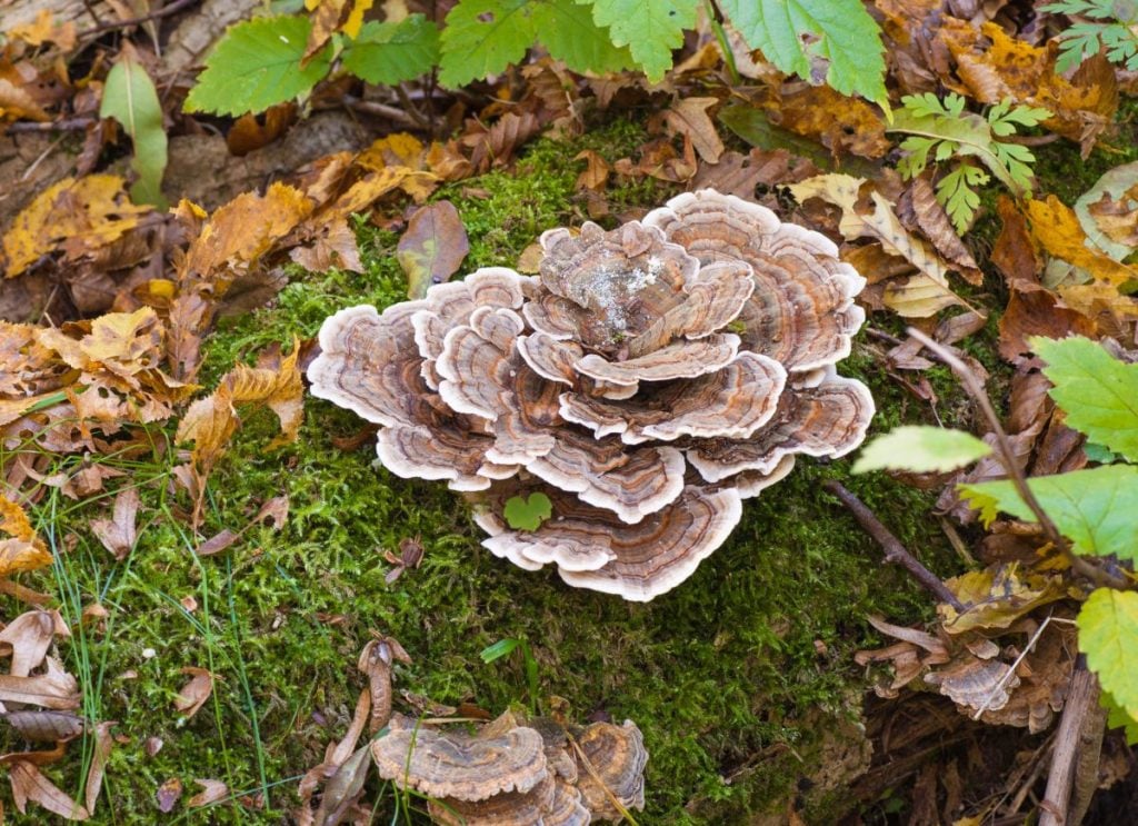 how do you eat turkey tail mushrooms