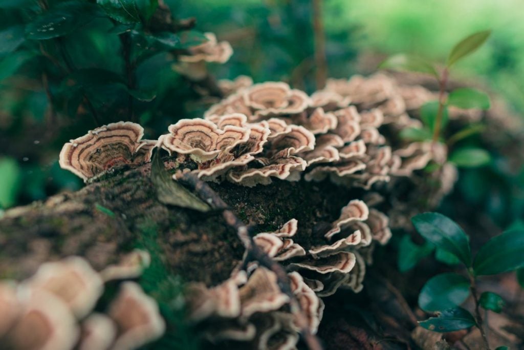 turkey tail mushroom growing on a log in a forest