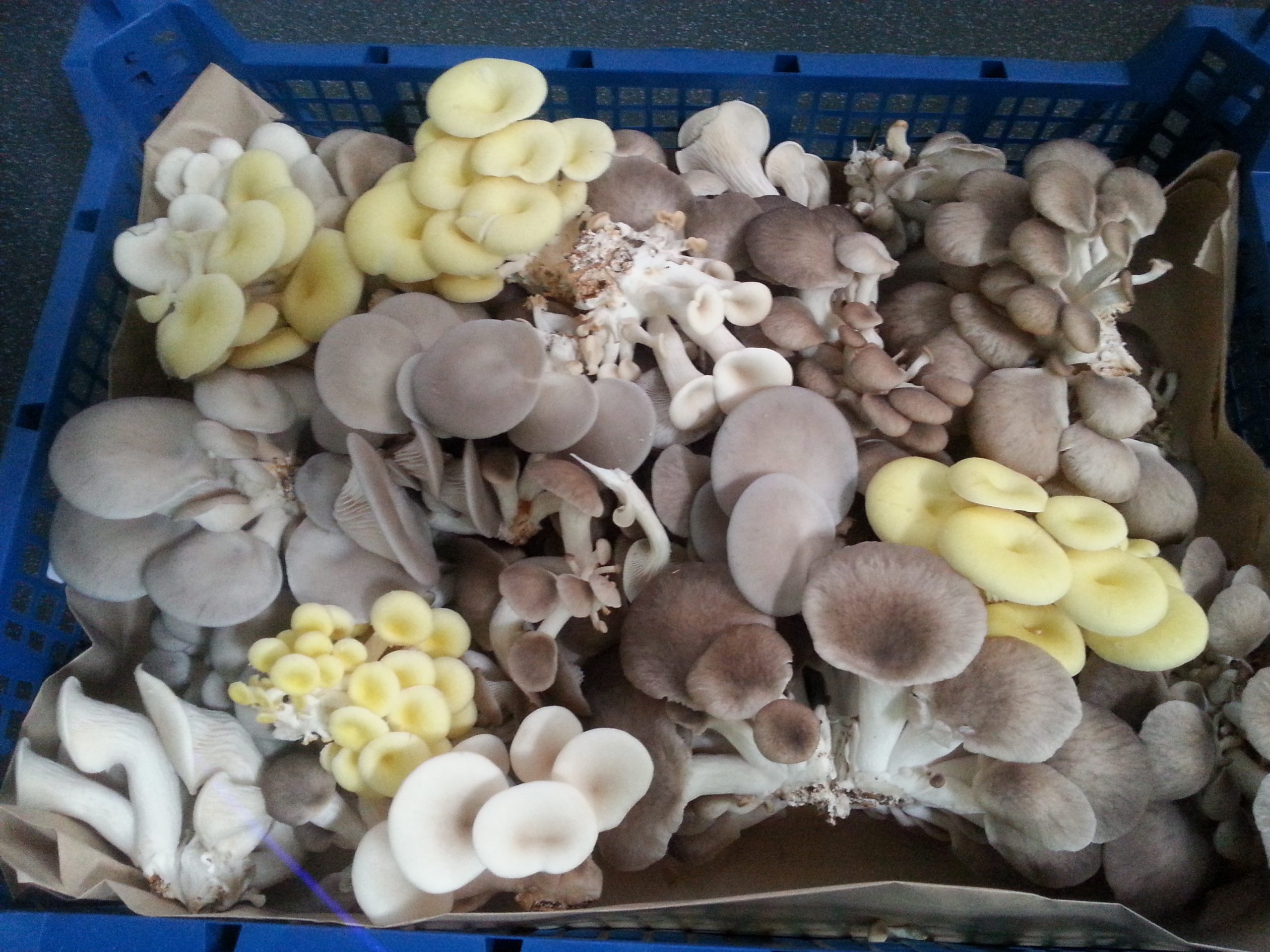 How to Grow Mushrooms Outdoors at Home