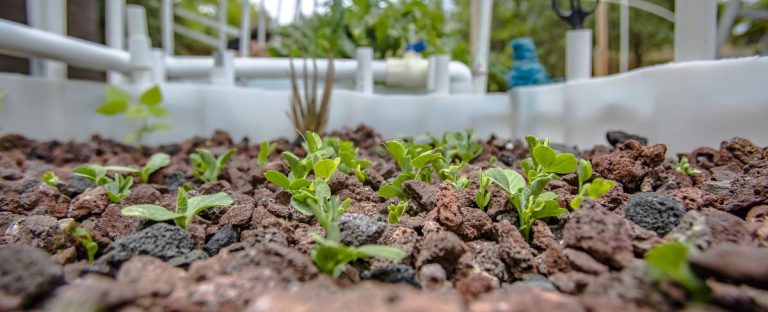 Media-based aquaponics grow bed with squash plants