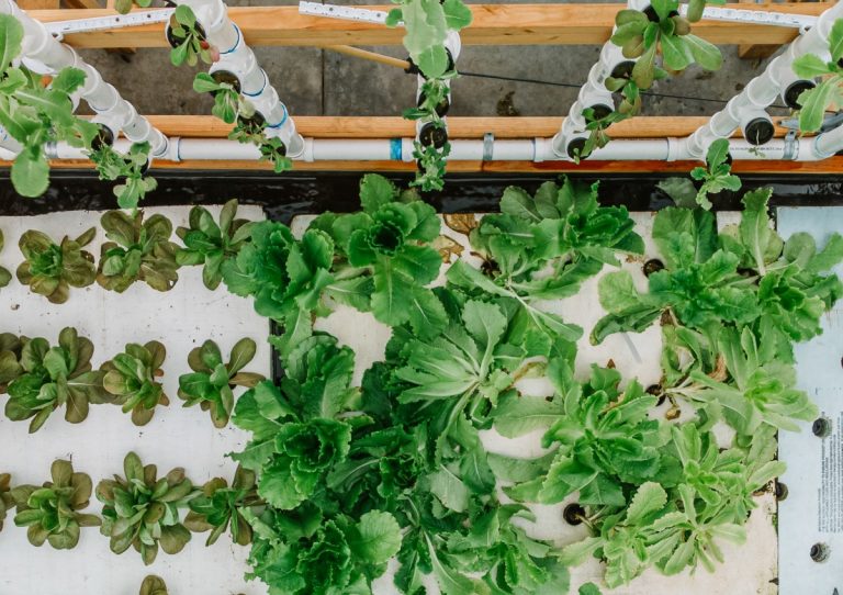 A Beginner’s Guide To Aquaponics 