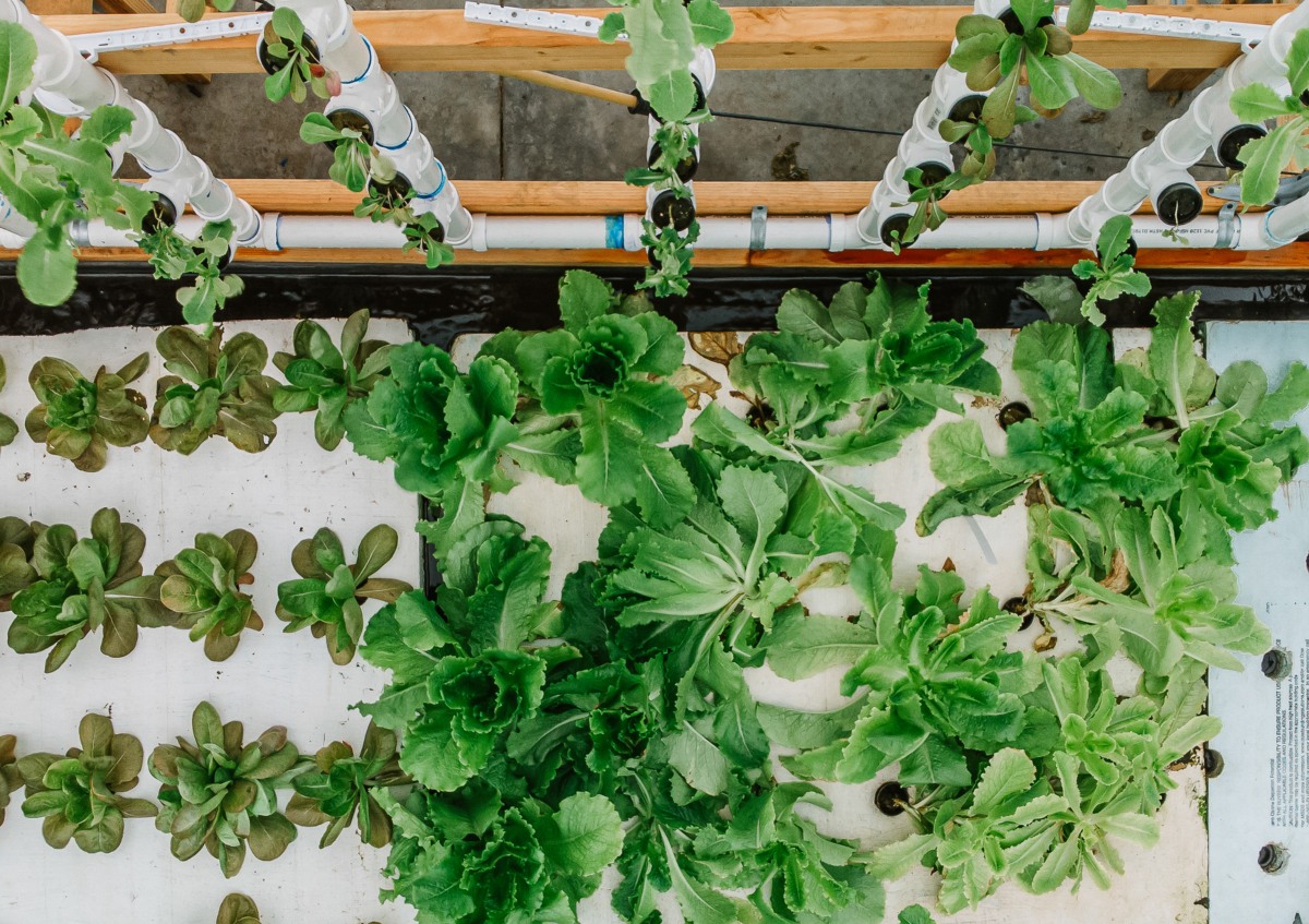 A Beginner’s Guide to Aquaponics | GroCycle