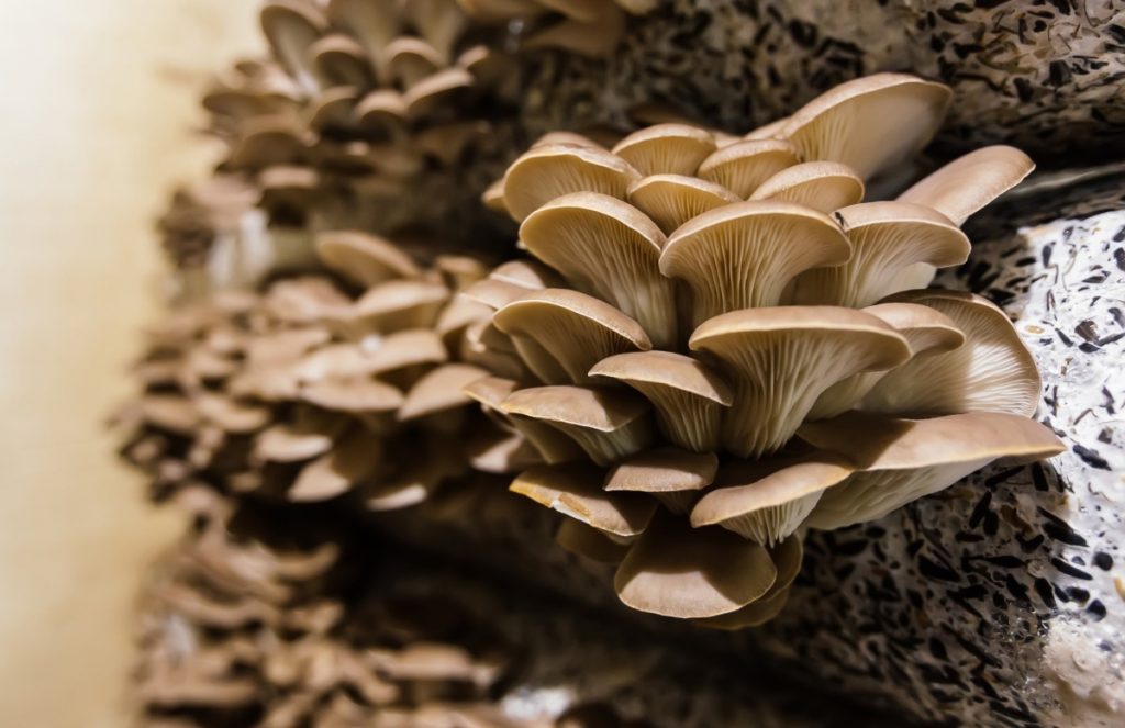 mushroom spore grow bag