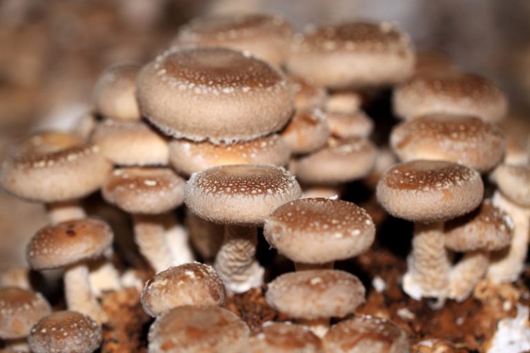 A Complete Guide to Shiitake Mushrooms GroCycle