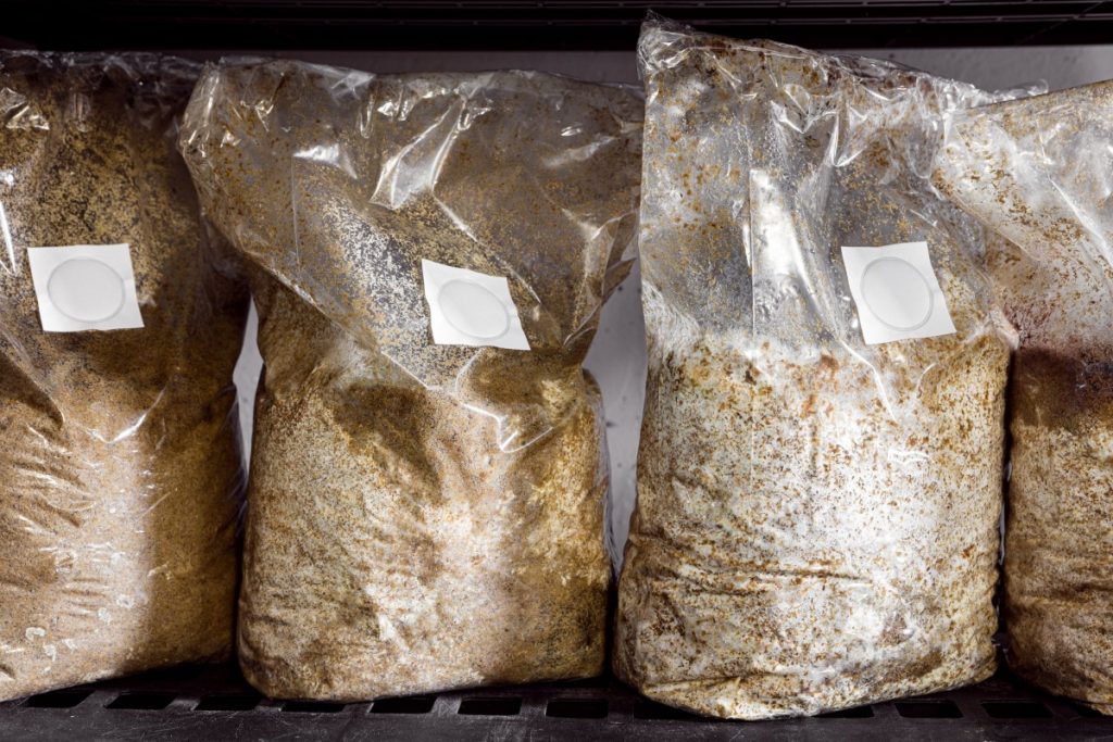 Mushroom grow bags with substrate, important mushrooms growing supplies, incubating on a metal shelf. 