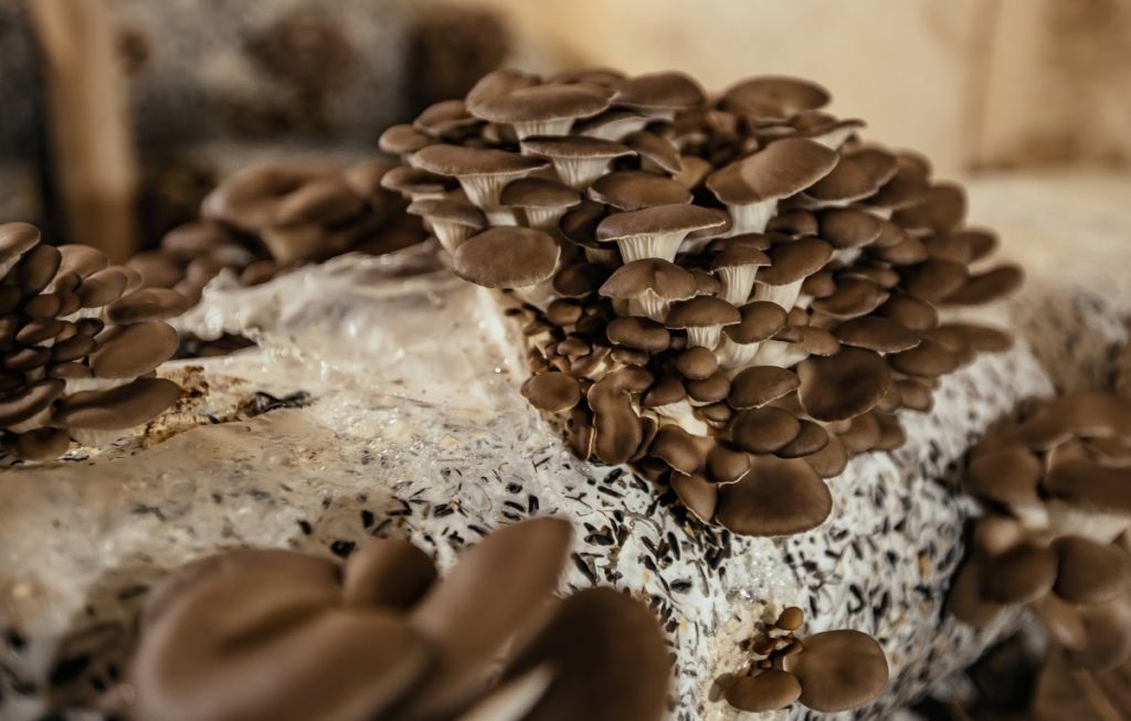 Oyster mushrooms growing on a fruiting block.