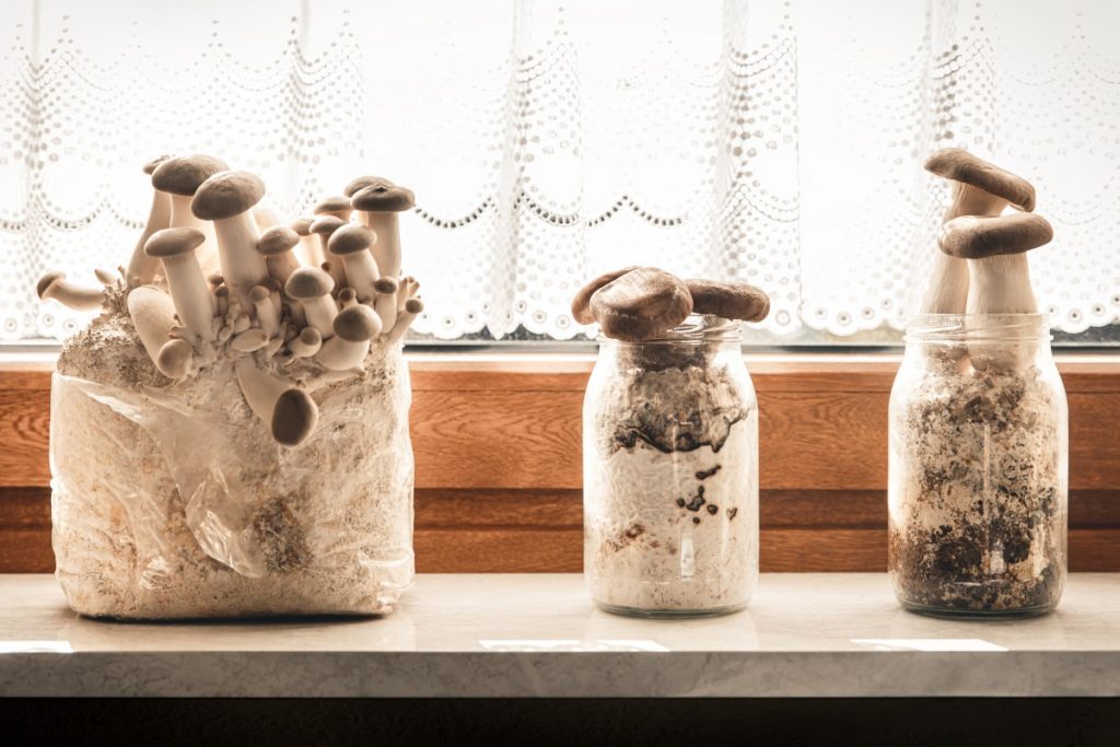 King oyster mushrooms growing in bags and jars on a kitchen windowsill.