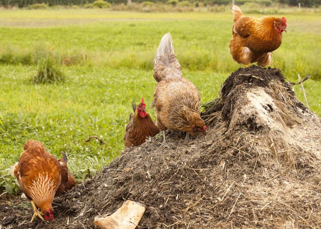 Fowl play: the chicken farmers being bullied by big poultry, Guardian  sustainable business