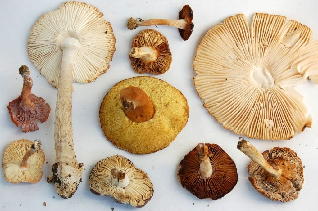 Gills on mushrooms that hold spores