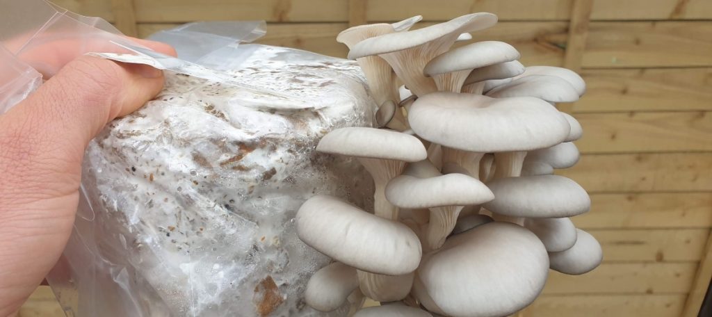 oyster mushrooms growing on cardboard
