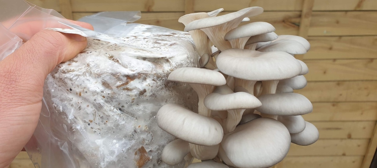 Growing mushrooms on Cardboard cover 1