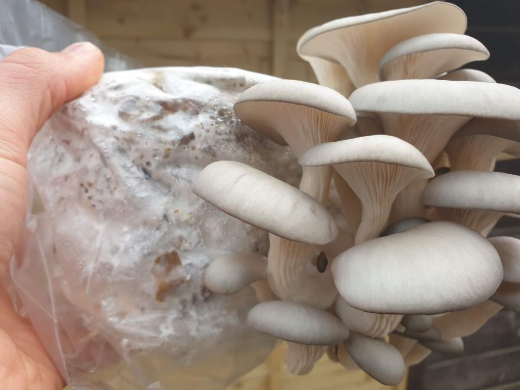 Oyster mushrooms growing on cardboard