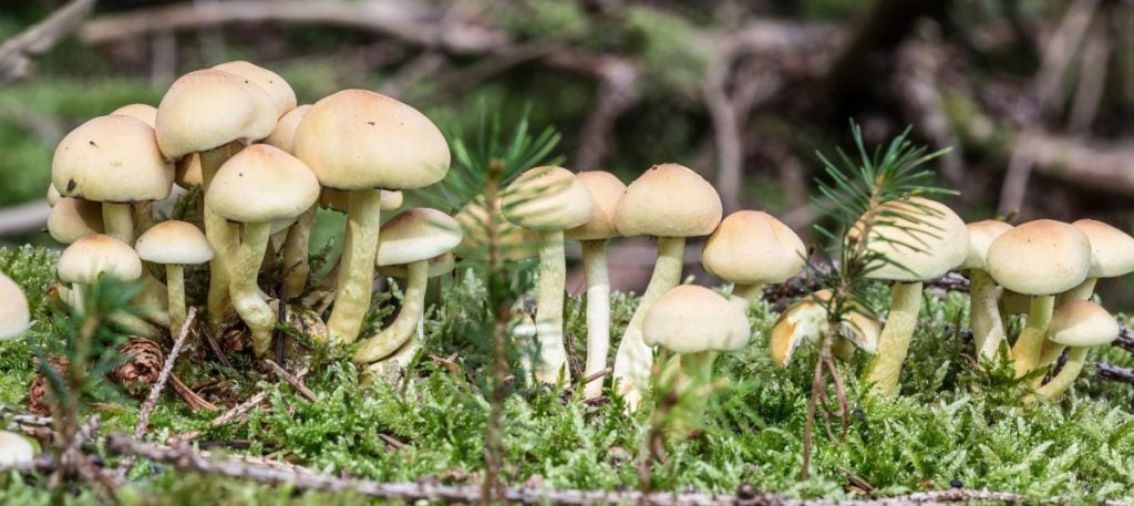 Fungi are reproduced by