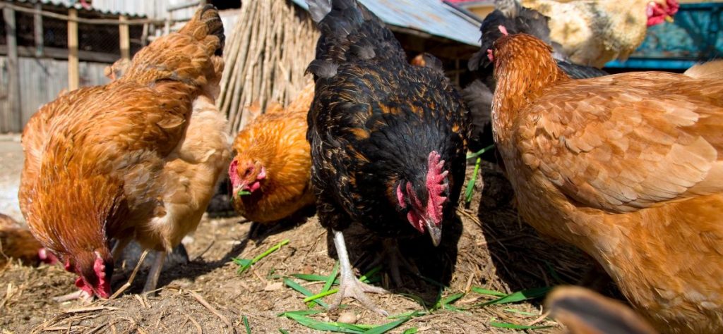 Permaculture chickens foraging on a farm