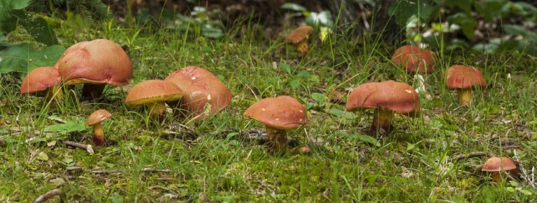 mushrooms reproducing in a forest