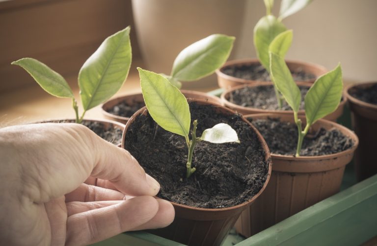 How to Propagate Plants: A Guide to Plant Cuttings | GroCycle