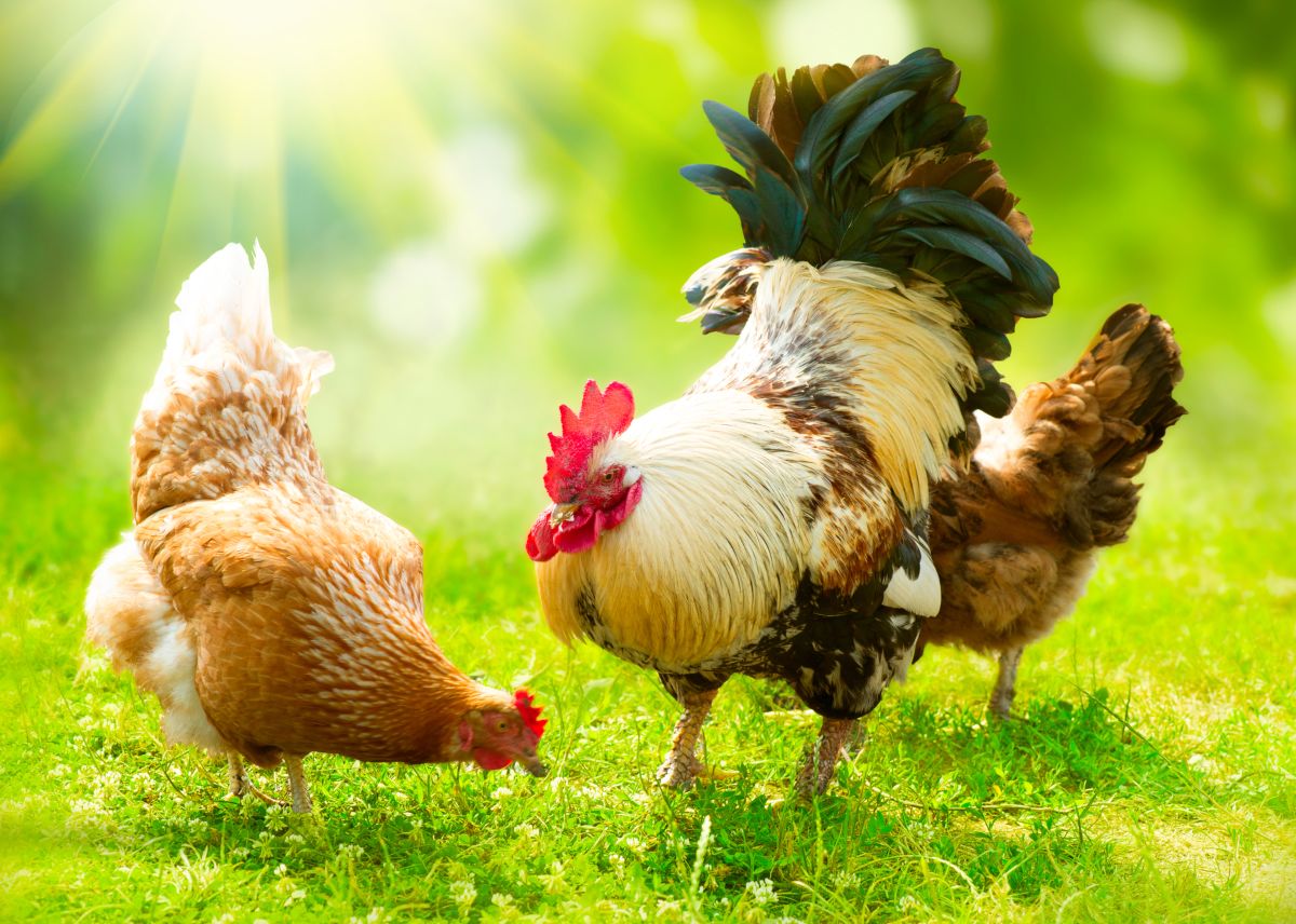 The Complete Guide to Keeping Permaculture Chickens | GroCycle