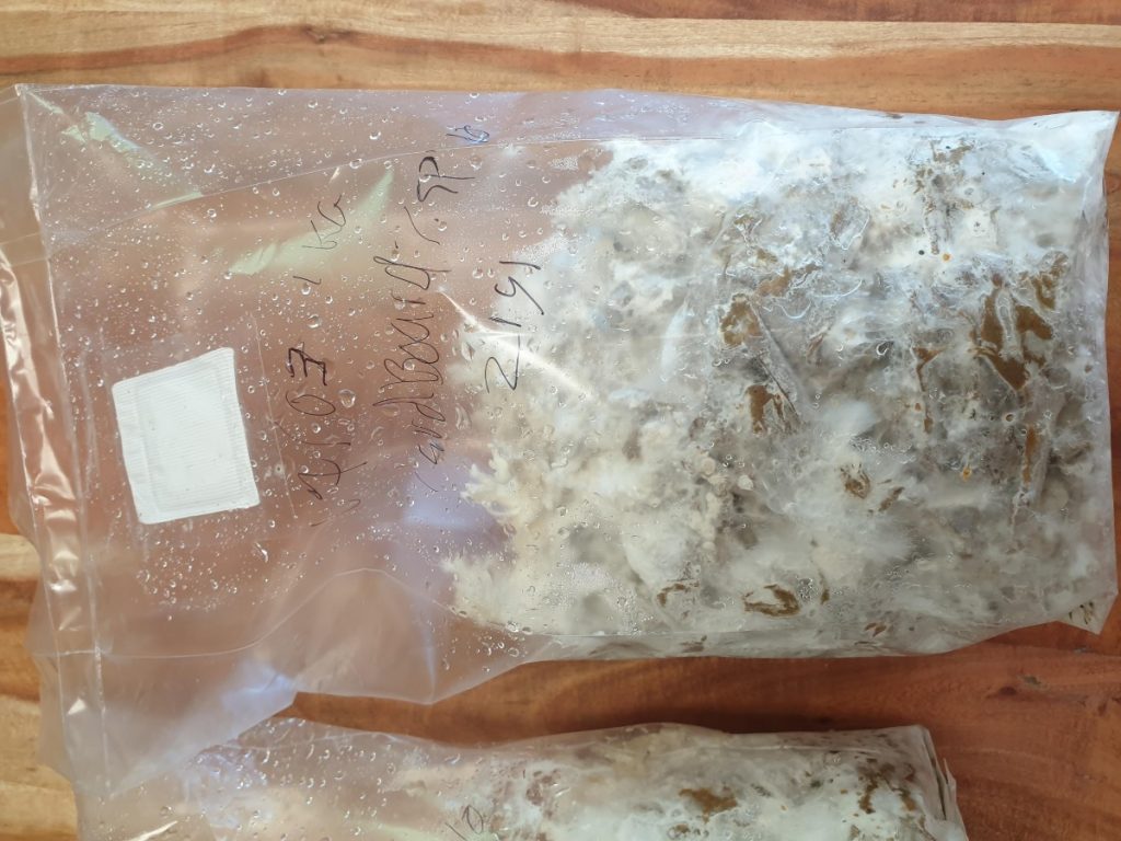 Growing oyster mushrooms on a cardboard substrate in a filter patch mushroom growing bag.