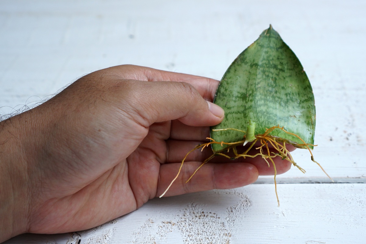  leaf propagation