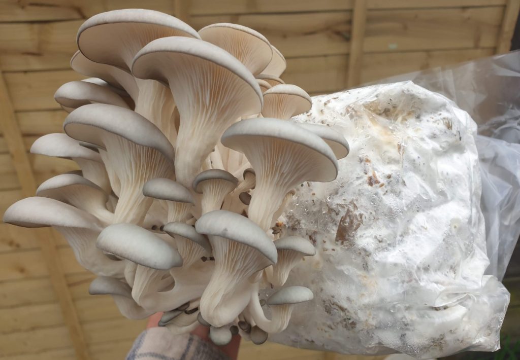 Oyster mushrooms growing on a substrate of cardboard