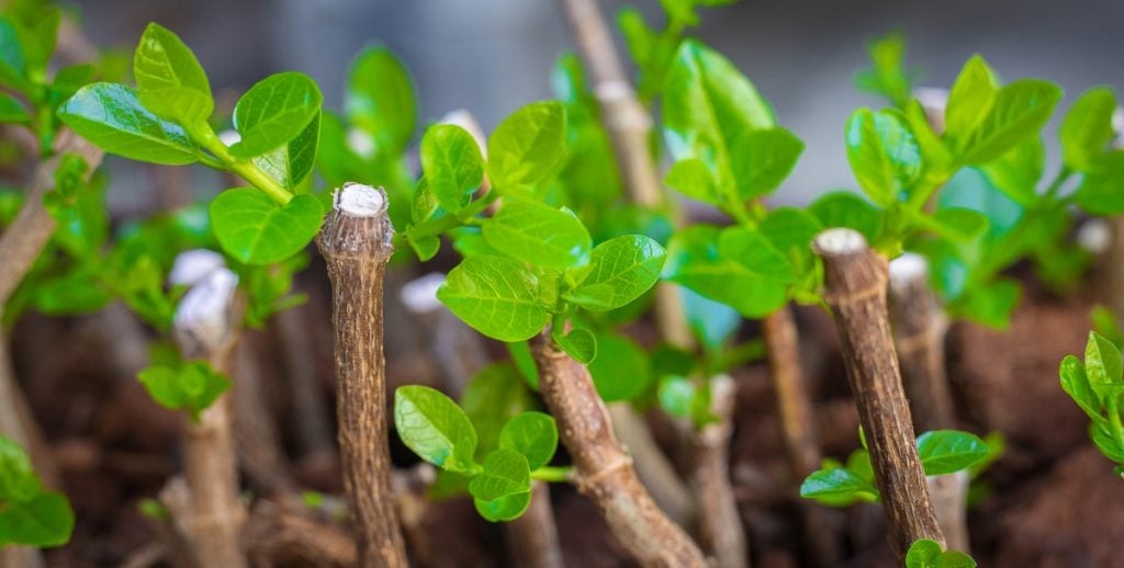 Asexual Plant Propagation