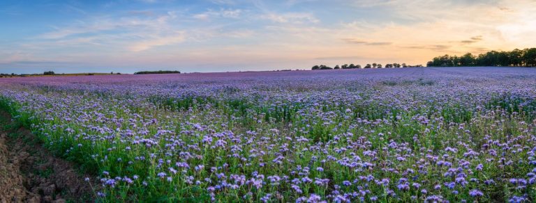 Phacelia green manure crop attracts insects and bees
