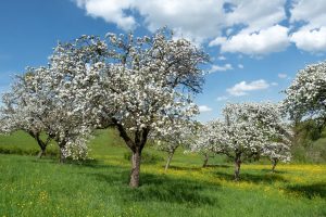 What is Green Manure? Everything You Need to Know | GroCycle