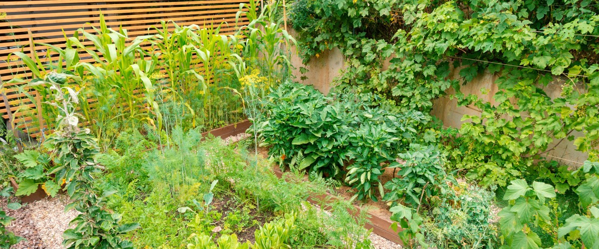 10 Benefits of Raised Bed Gardening - Off Grid World