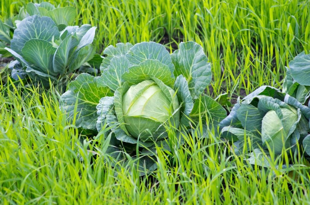 Green Leaf Manure - A Useful Organic Manure - The Permaculture Research  Institute