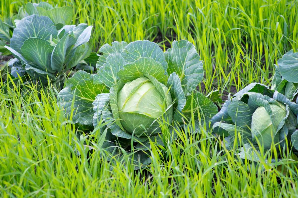 what-is-green-manure-everything-you-need-to-know-grocycle