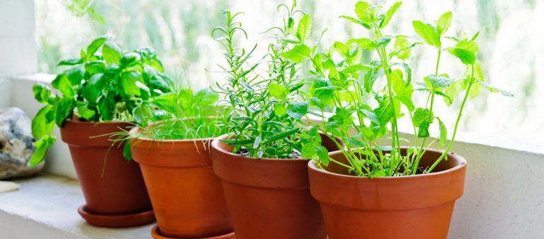 Windowsill container herb garden