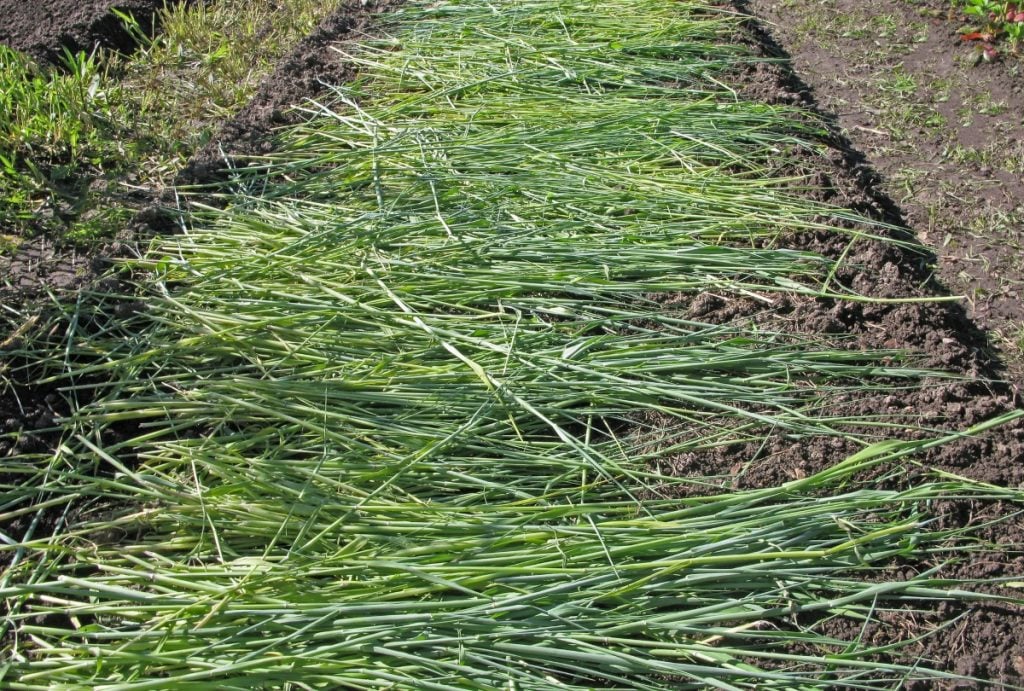 Green Leaf Manure - A Useful Organic Manure - The Permaculture Research  Institute