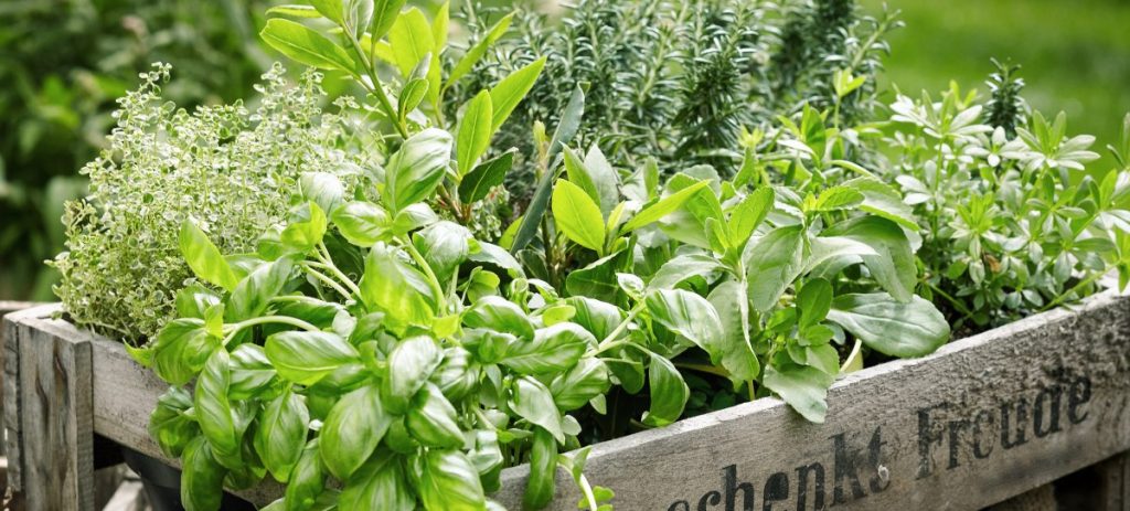 Grow herbs for profit